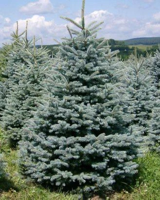 Ели