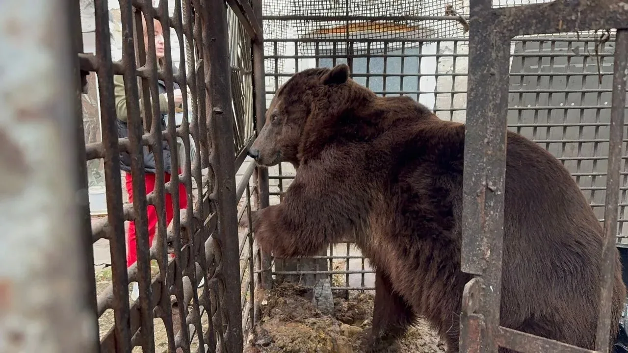 🐻Сотрудники Росприроднадзора совместно с полицией спасли медведя в Челябинской области    Росприродн
