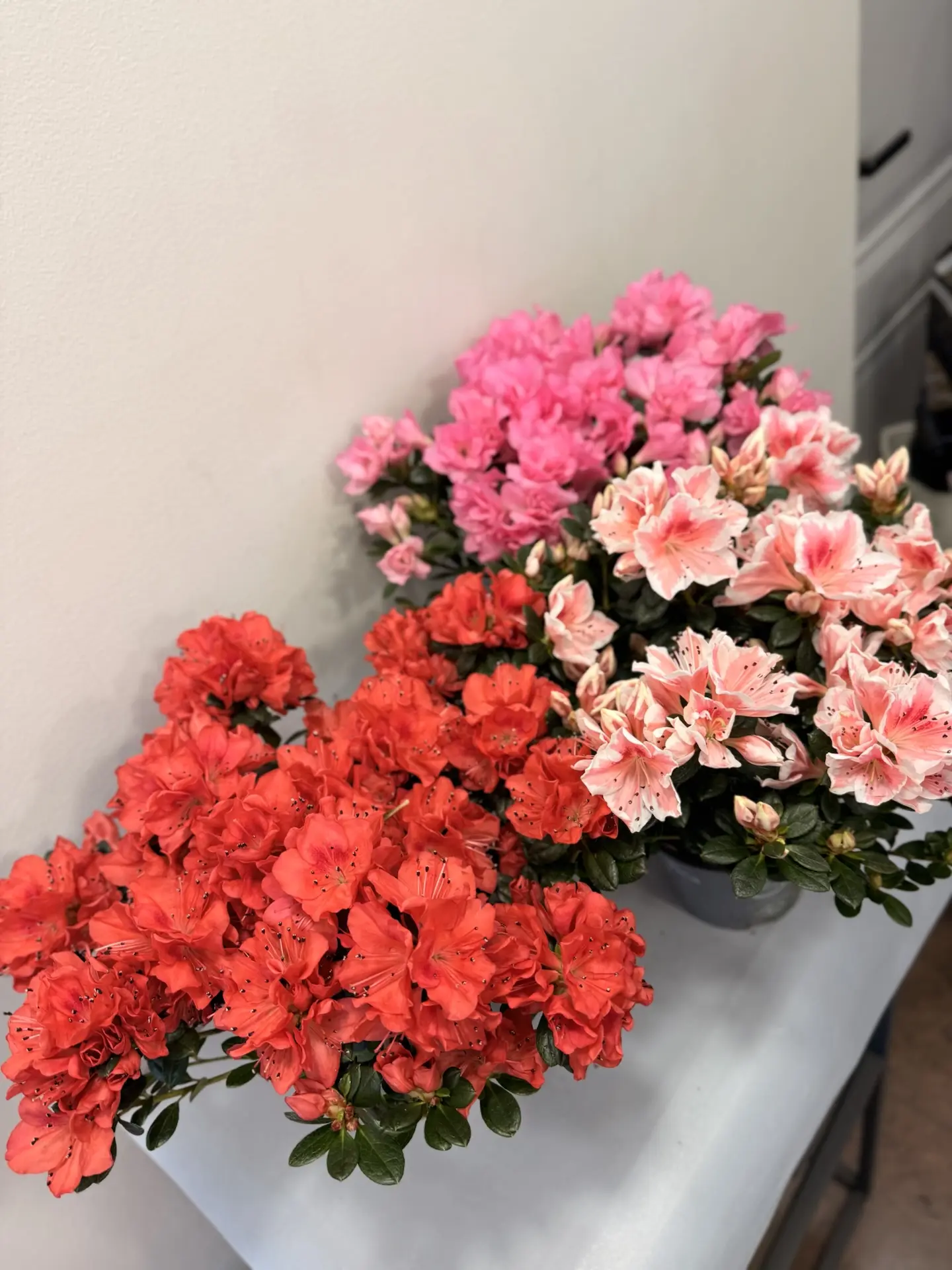 Большое поступление  горшечных комнатных растений 🌺