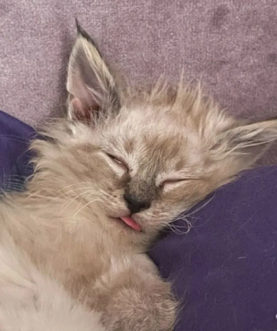 😴 Учёные: долгий сон ускоряет старение