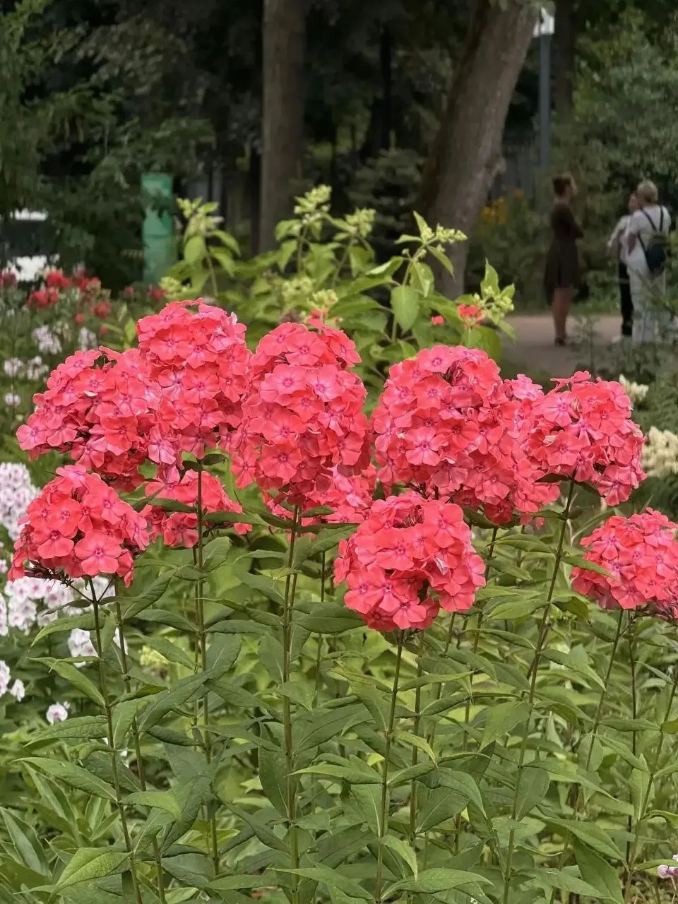 🌺 Яркие краски лета в Бабушкинском парке

Среди зелени парка распустились садовые флоксы, добавив п