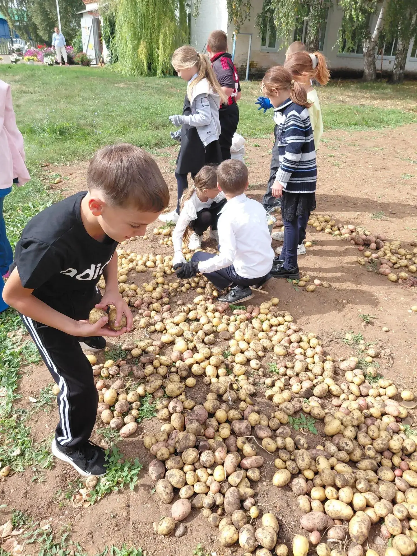 🌾🍽️ Уборка урожая в нашей школе! 🍽️🌾