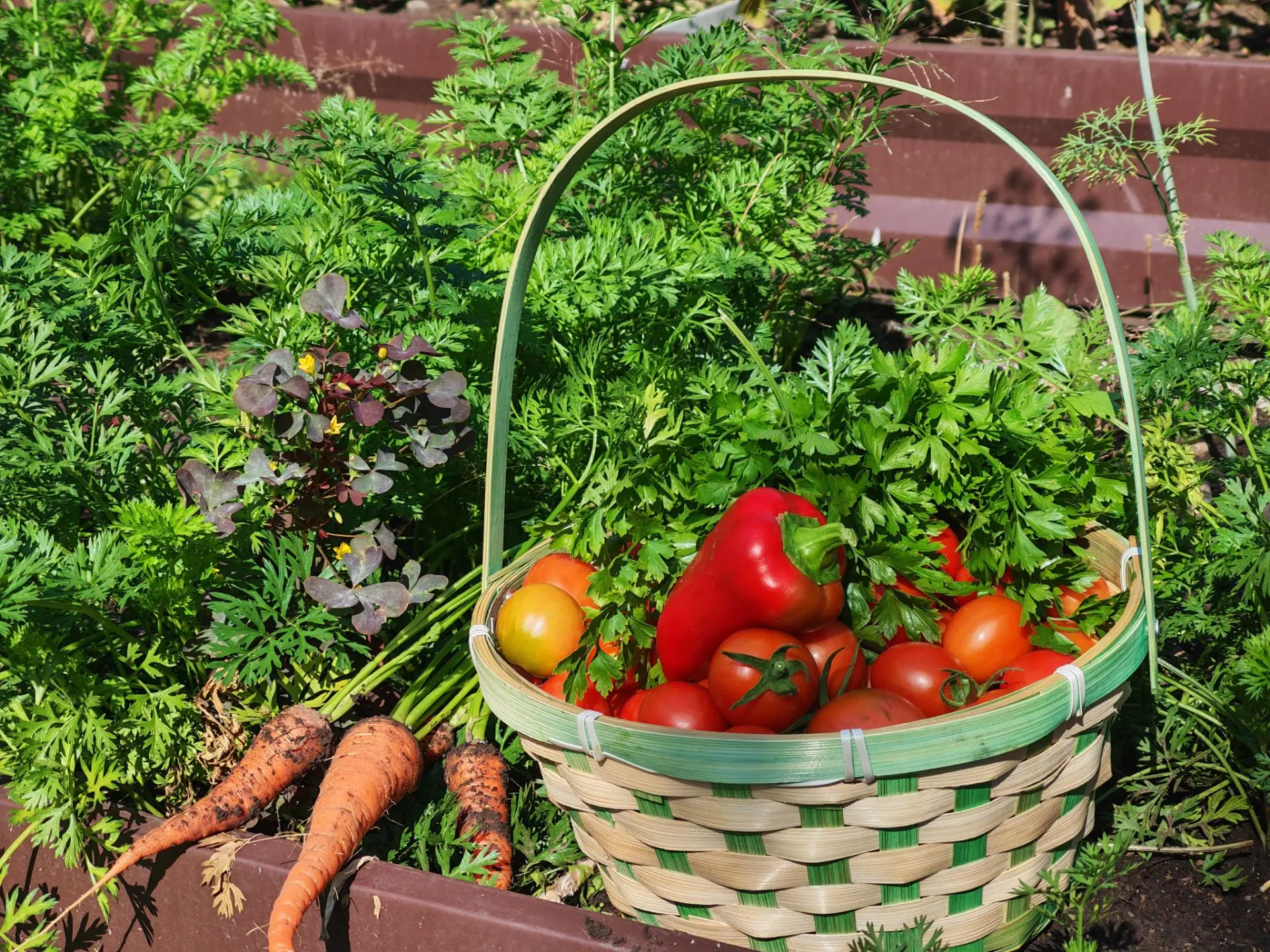 В День овощей — наш урожай на столе! 🍅🌶️🌿