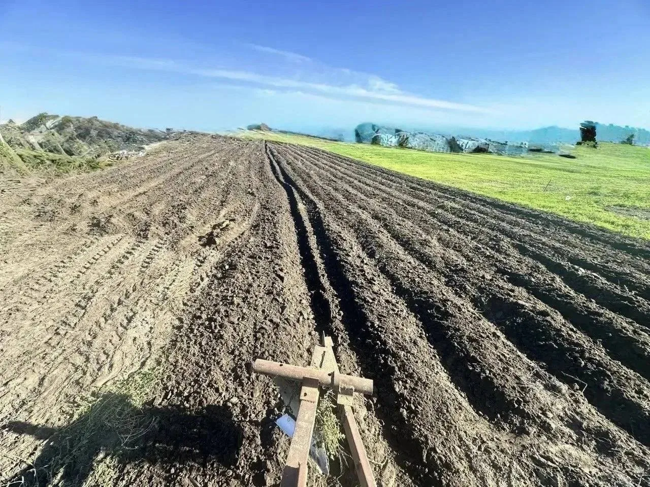 🌳 В Голопристанском лесхозе появится питомник на 200 тысяч сеянцев