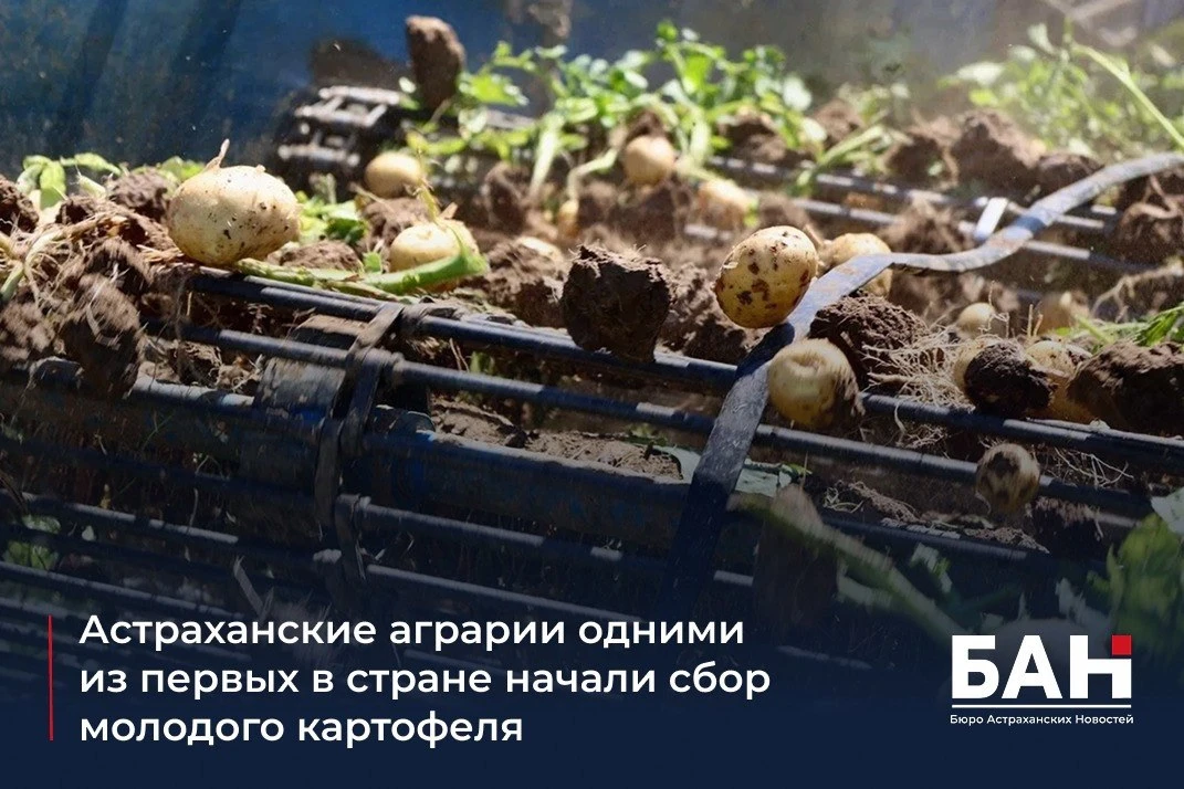 🥔 В Астраханской области стартовала уборка раннего картофеля. Одними из первых в России к сбору уро