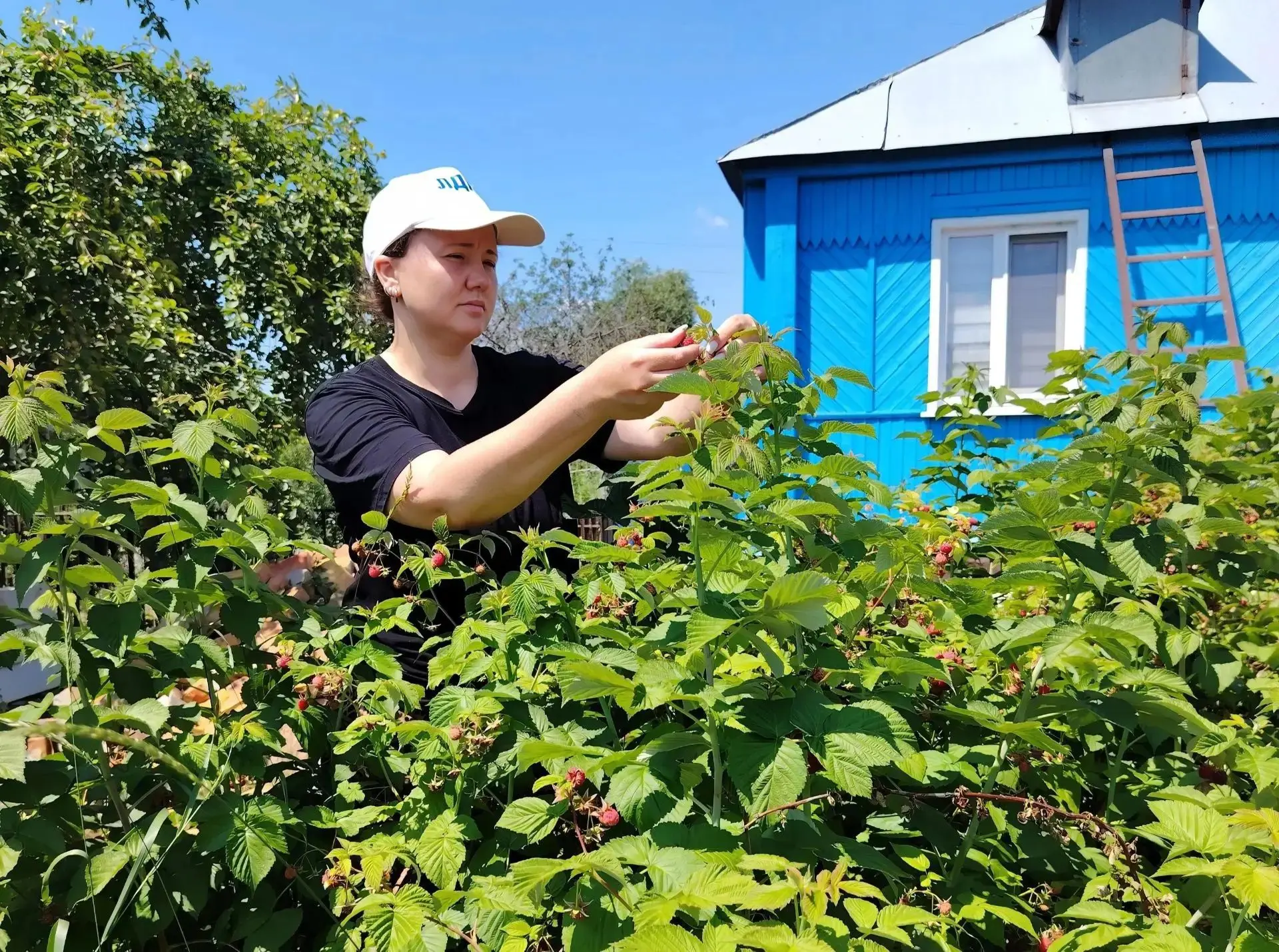 🍓🍒Для многих пожилых людей сбор ягод - это серьезная физическая нагрузка, которая ста...