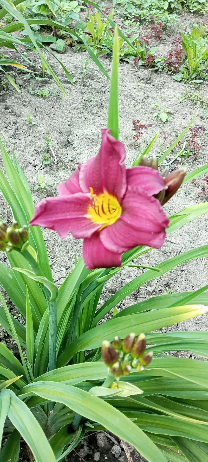 🌺 МОЙ ЛИЛЕЙНИК — КРАСАВЕЦ, НО ПОКА ТОЛЬКО ДВА!