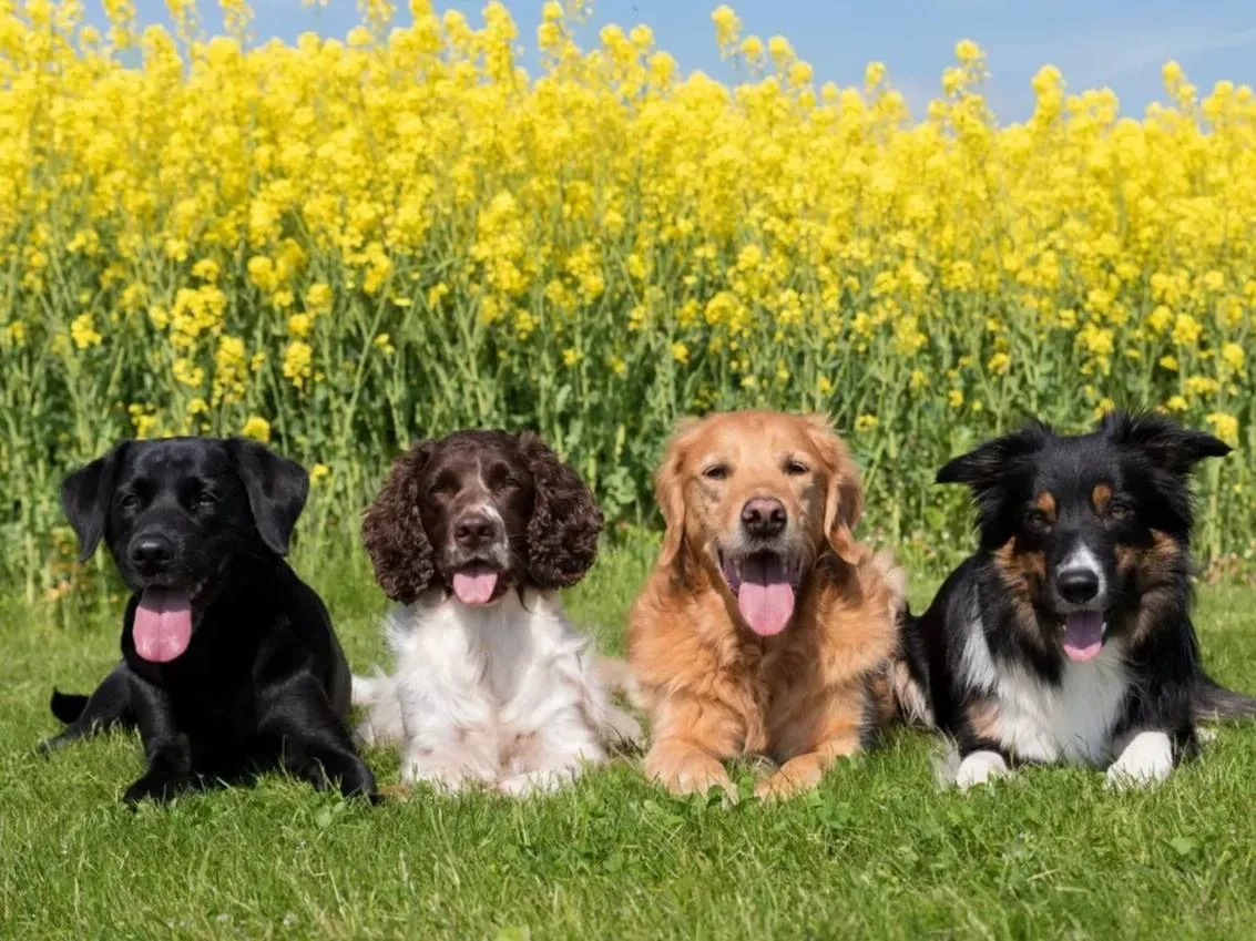 🐾 В ДК «Смена» в Бибирево организовали сбор помощи для приюта