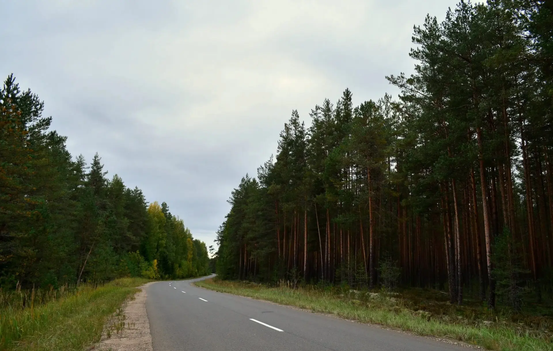 🍄 Новгородские грибники делятся тревожными прогнозами