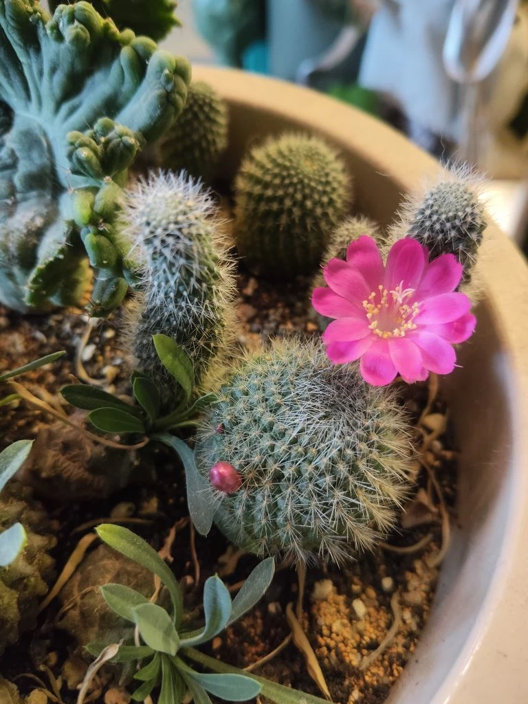 Смотрите, кто меня радует каждую весну 🌸