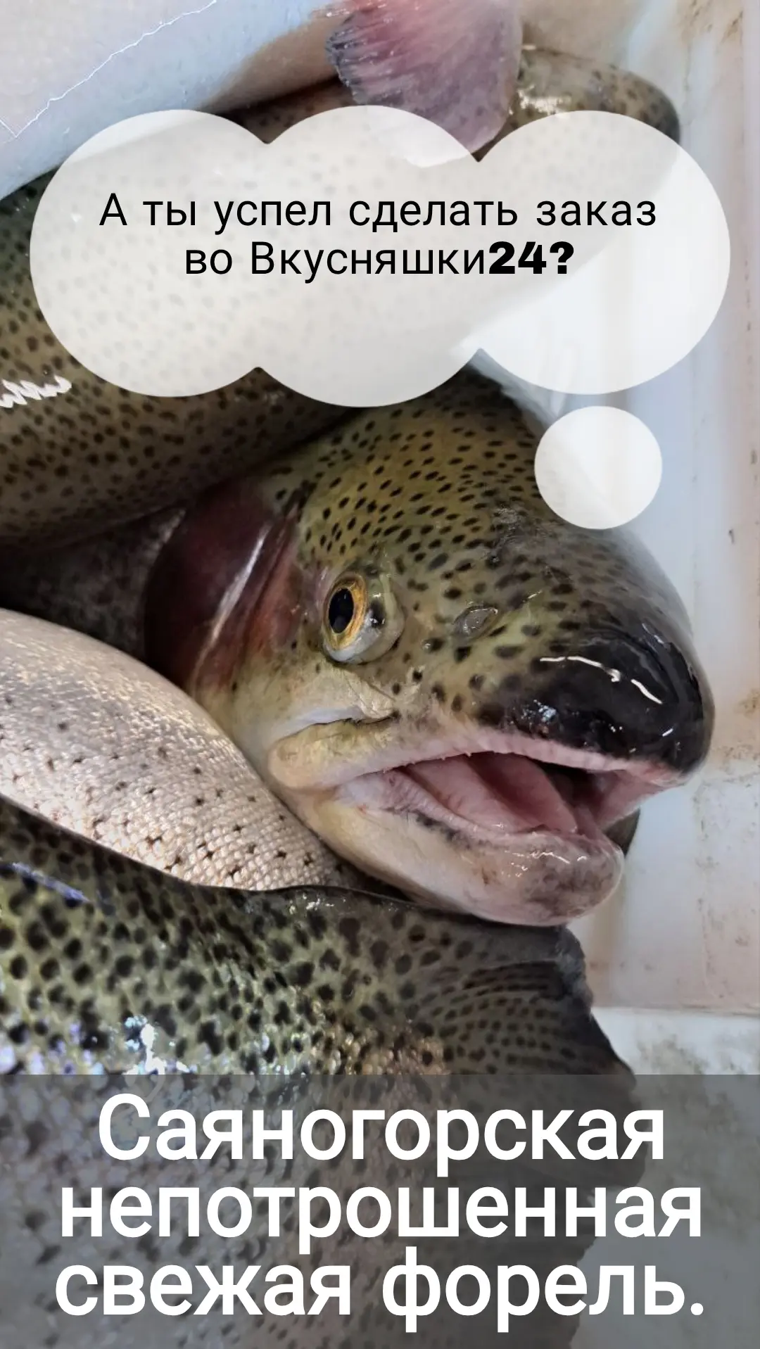 🎣 Хотите настоящую форель с берегов Хакасии? Вкусняшки 24 привезут её  вам.