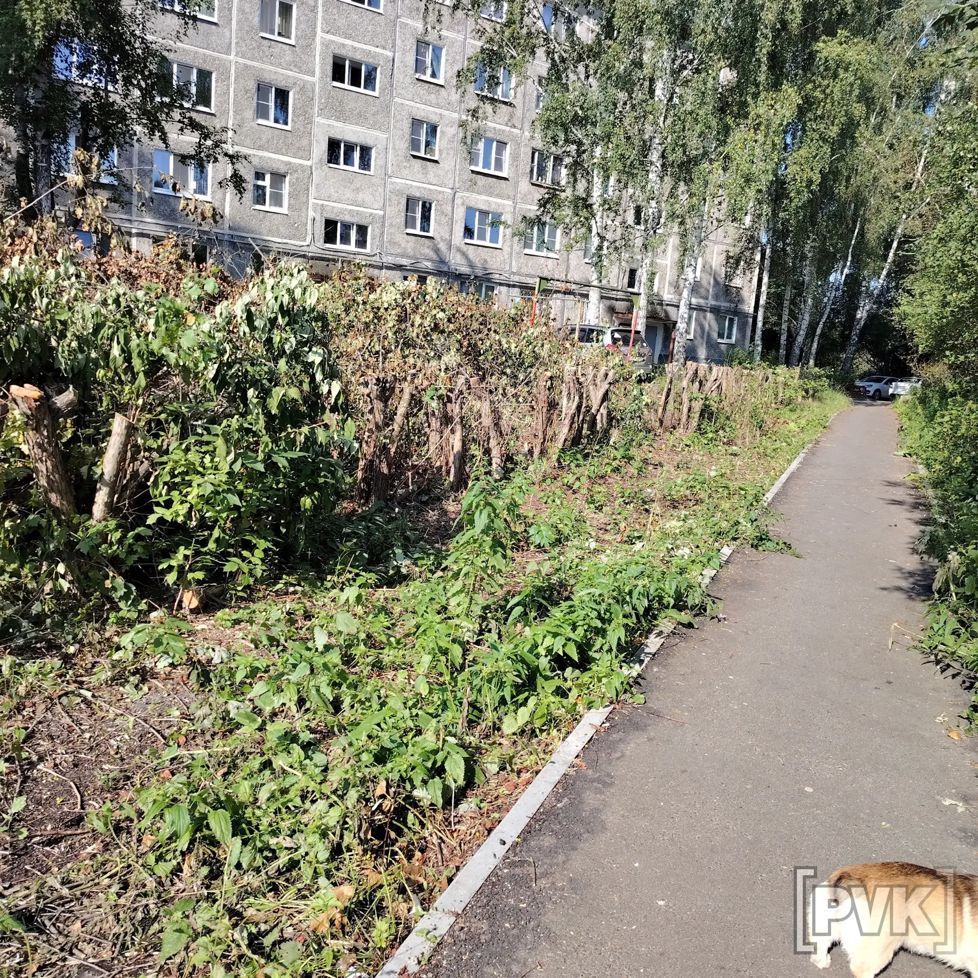 😭Возле Советской, 20 убрали все деревья. Из-за этого исчезла естественная арка вдоль тротуара. Об э