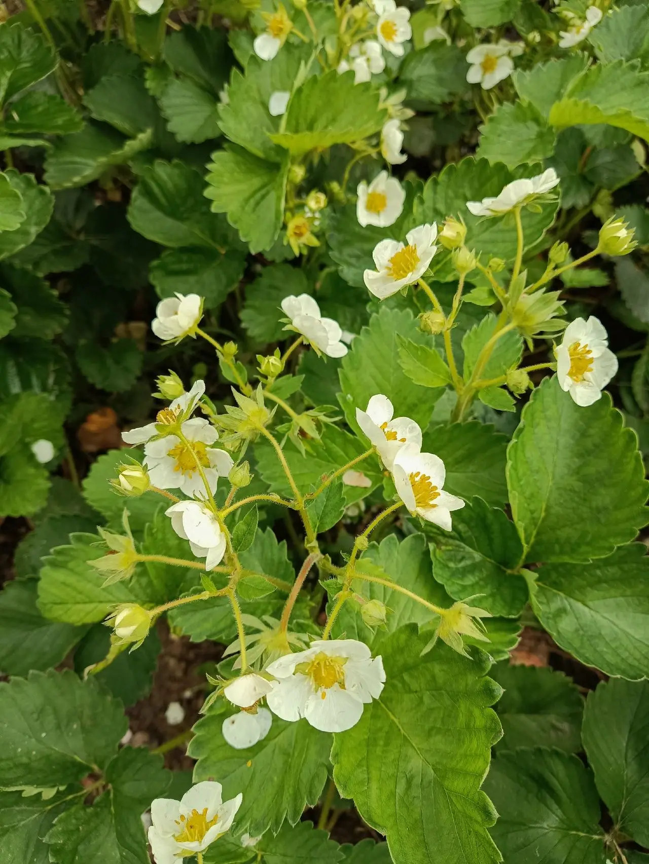 🍓Клубника. Аптекарский огород Великолукского медицинского колледжа