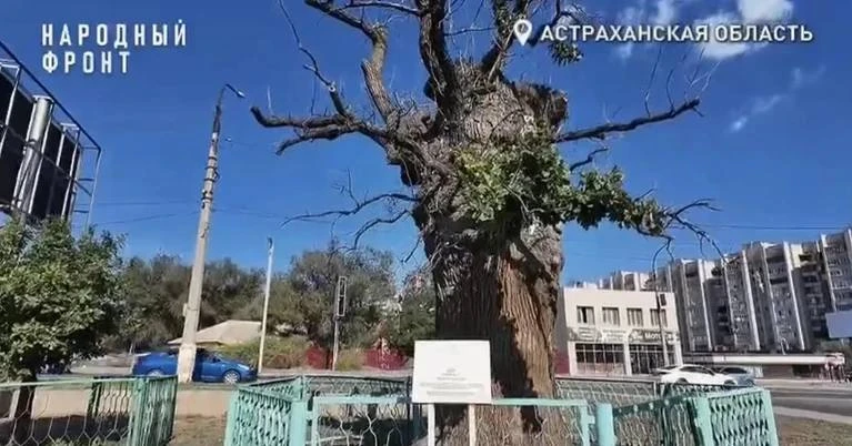 В Астрахани пытаются спасти вековые дубы