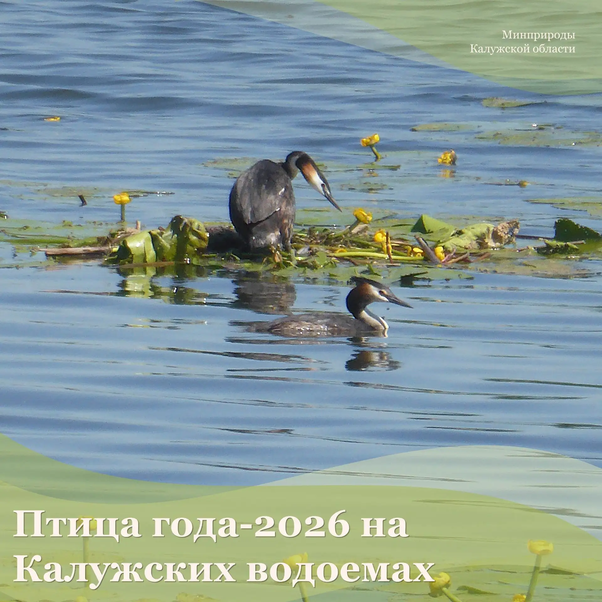 Птица года-2026 в Калужской области — чомга!