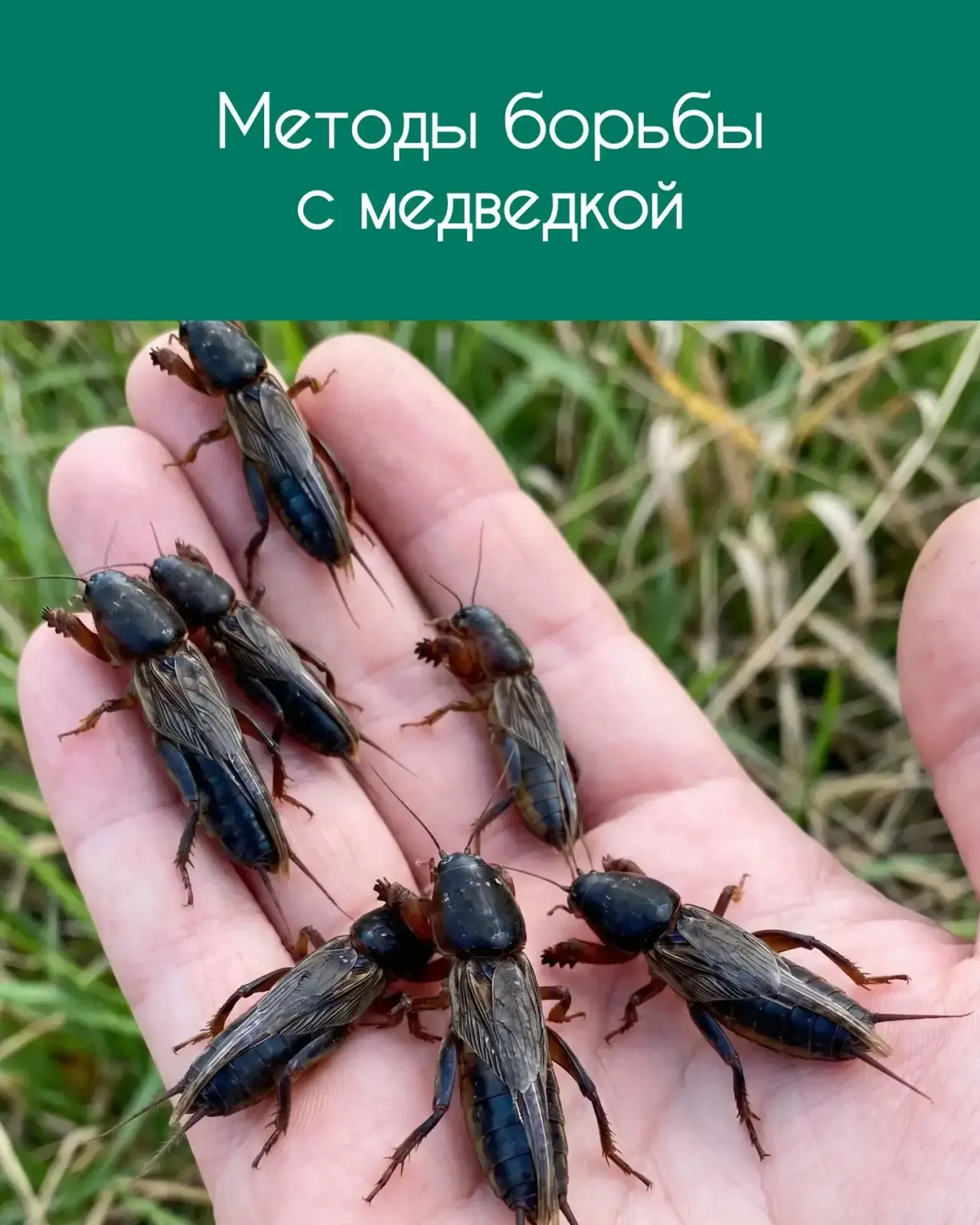 ▌ Как медведка может уничтожить рассаду за одну ночь и что с этим делать