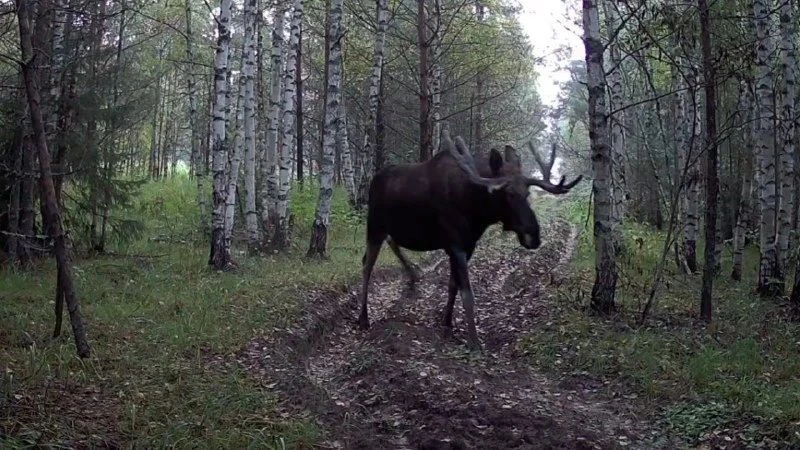 🌳 В Марий Эл у лосей начался брачный сезон