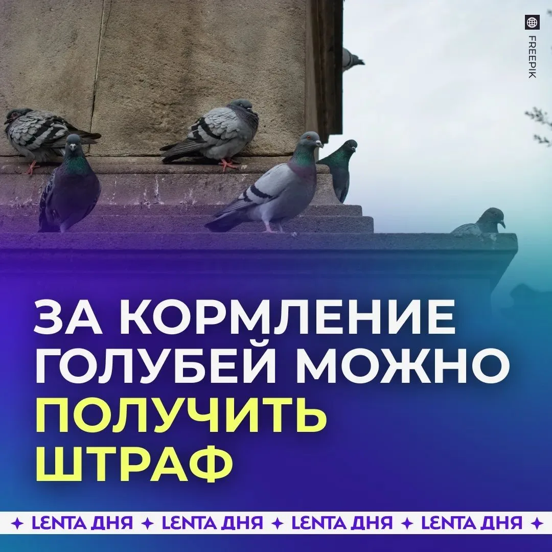 "По статье 8.2 КоАП России "Несоблюдение требований в области охраны окружающей среды" неубранный ко