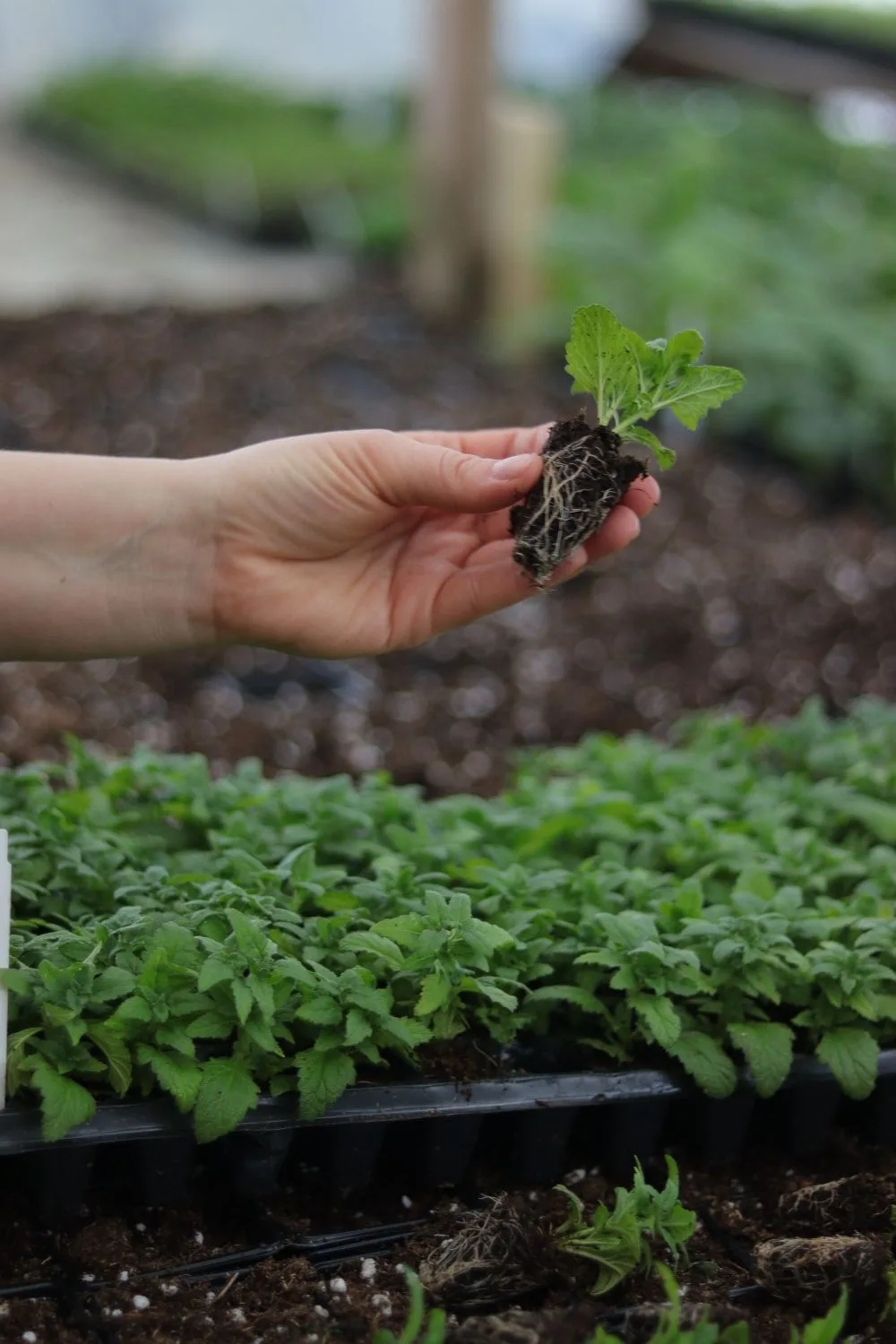 Вы купили укорененный черенок. Что с ним сейчас делать?  🌱 Если растение к вам долго ехало, то даем 