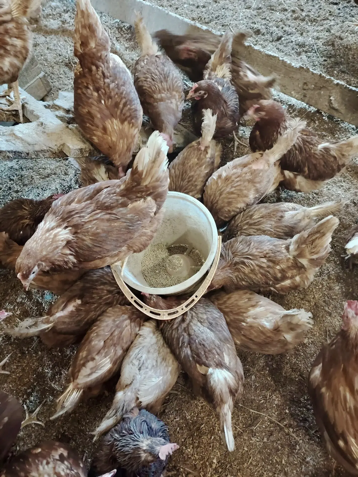 🐓Монастырский птичник.