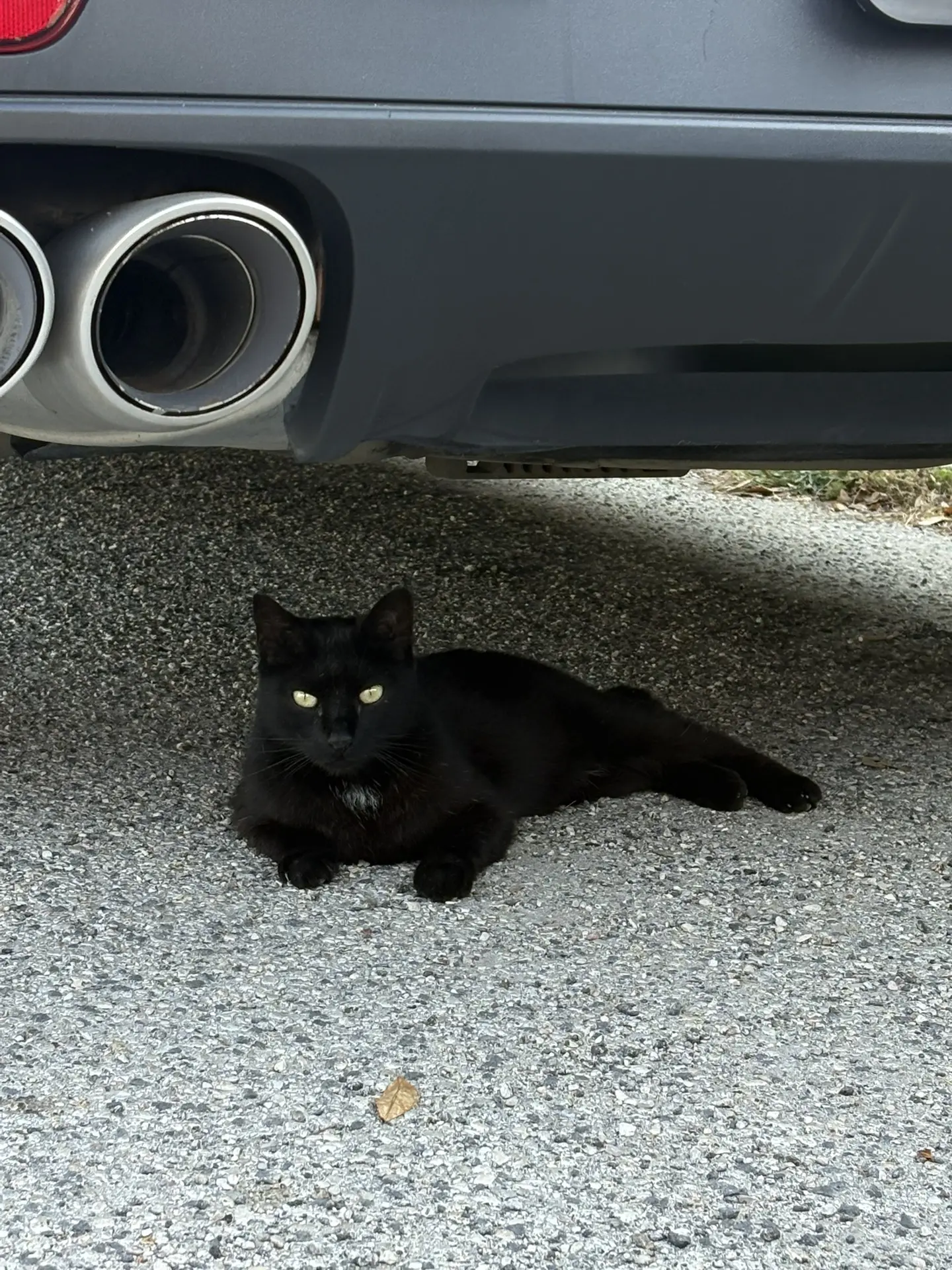 Итальянская Жопка 😺