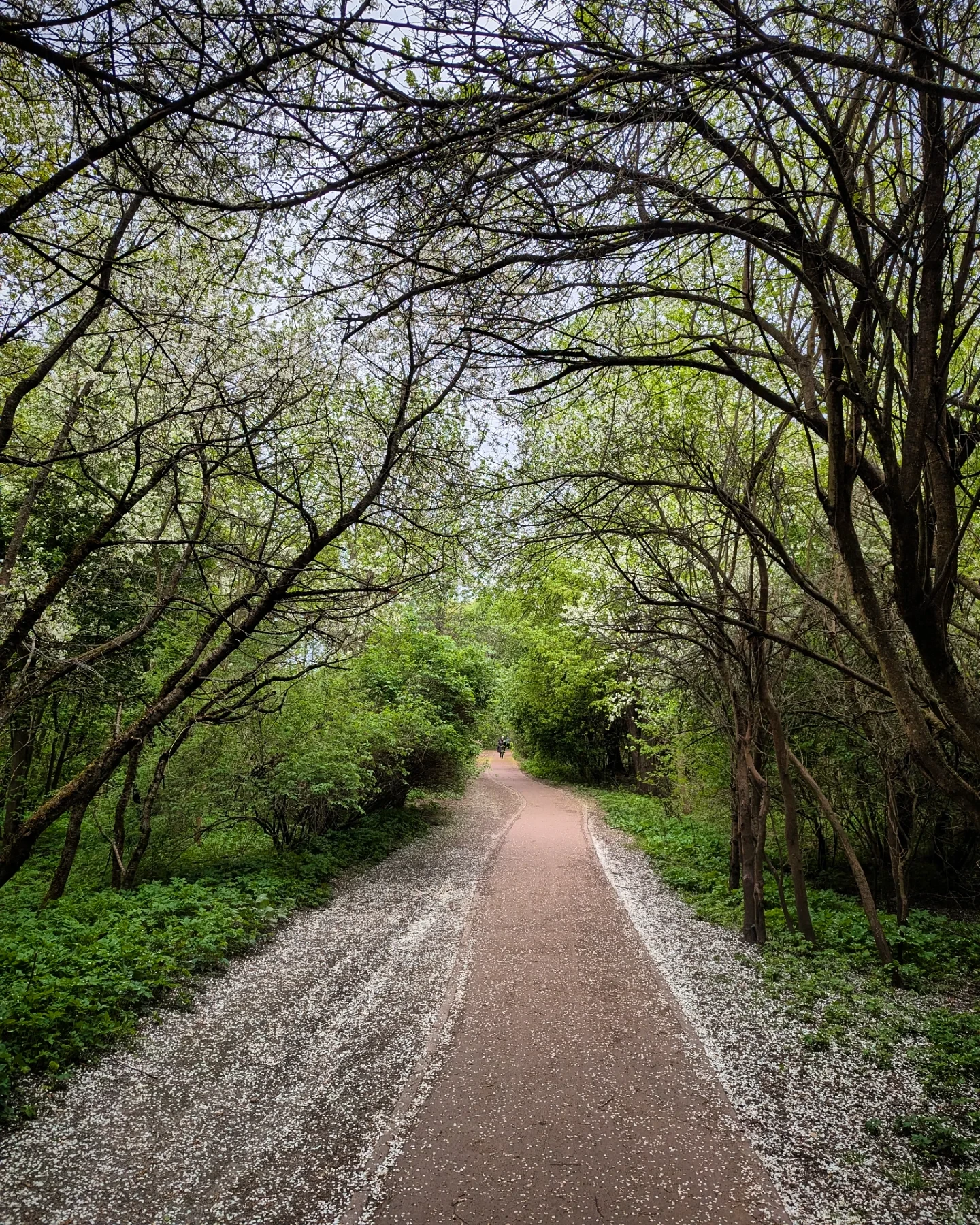 Цветение в парке Северное Тушино 🌸🌿