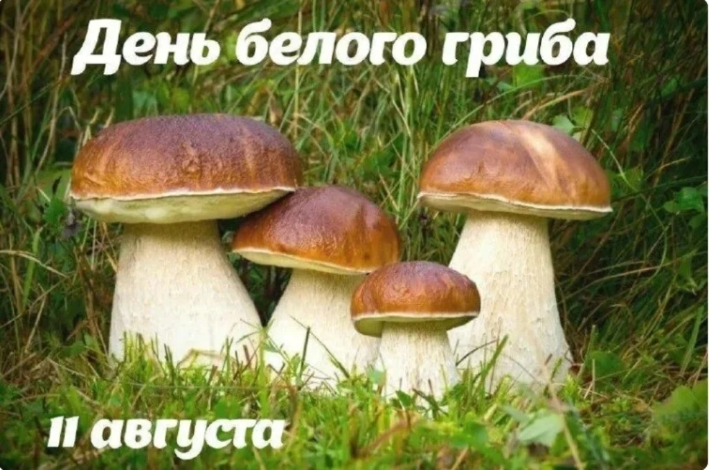 🌼Продолжаем грибную  тему. 11 августа — День белого гриба — праздник, посвященный одно...