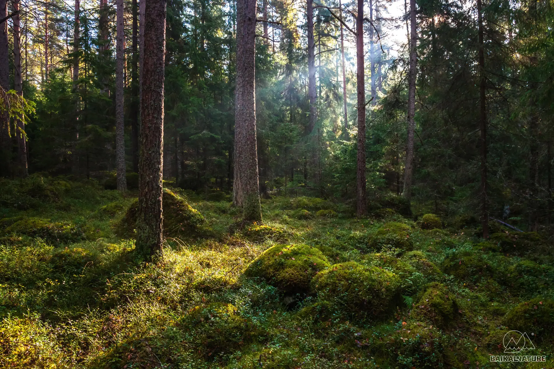 Таежная тишина... 
Лесная сказка разных регионов России 🌲