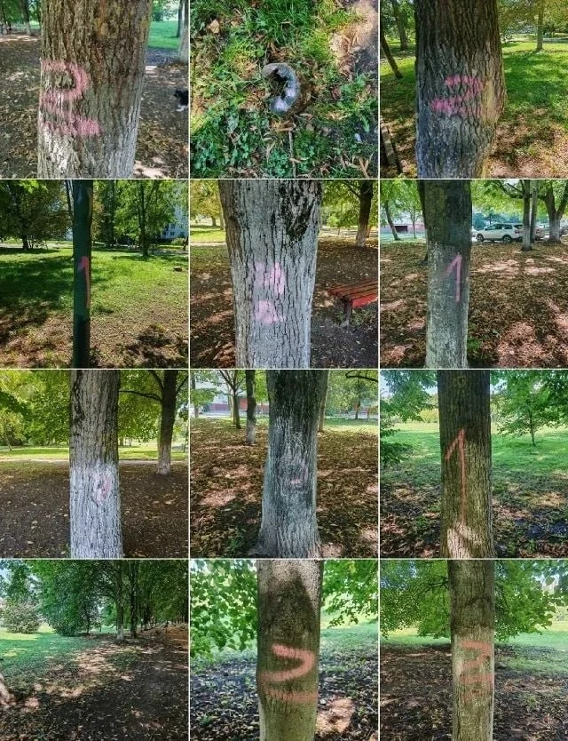 🌳 В Орле на деревьях по Набережной Дубровинского появились смертельные красные метки