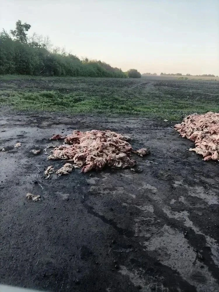 🚨 Оперативное реагирование на угрозу: в Кромском районе ликвидированы биологические отходы 🚨В Кром
