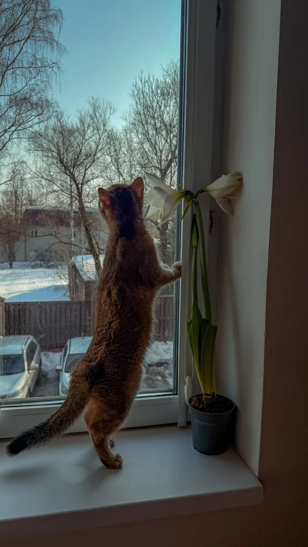 🌺 🐈