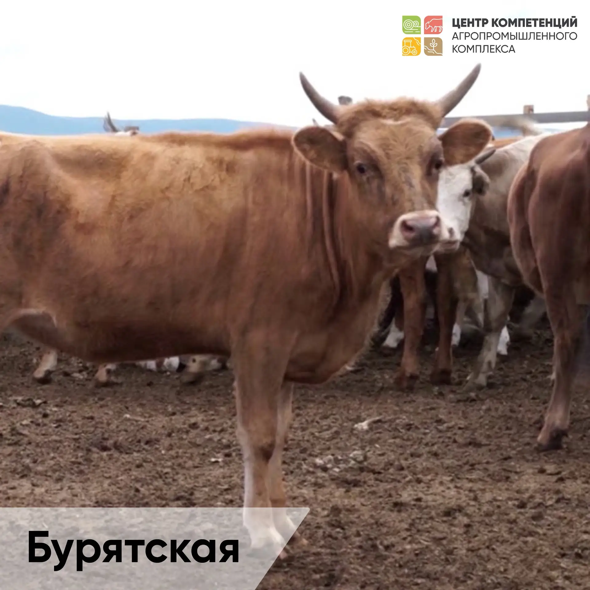 🐄💔 Исчезающее наследие: 5 пород коров, которые могут навсегда уйти из наших полей

Вы знали, что з
