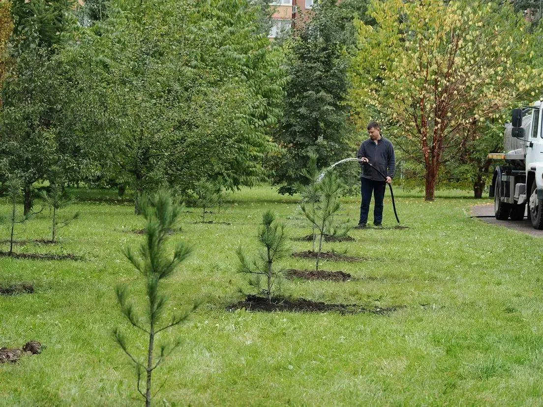 К юбилею Красноярска в парке 400-летия высадят 400 кедров 🌲