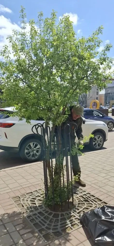 Сохранить деревья здоровыми и устойчивыми к заболеваниям – в Улан-Удэ идет обработка насаждений  🌿 П