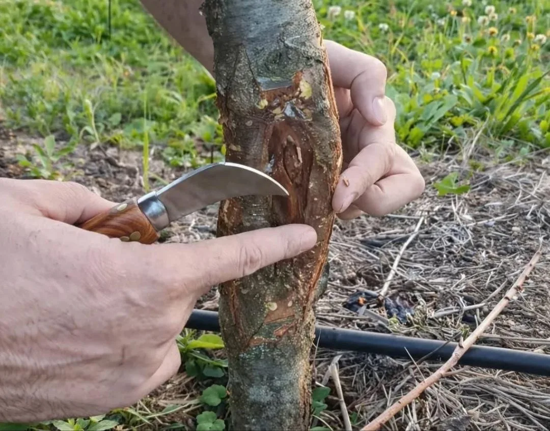 Трескается кора у деревьев: что делать? 🌳