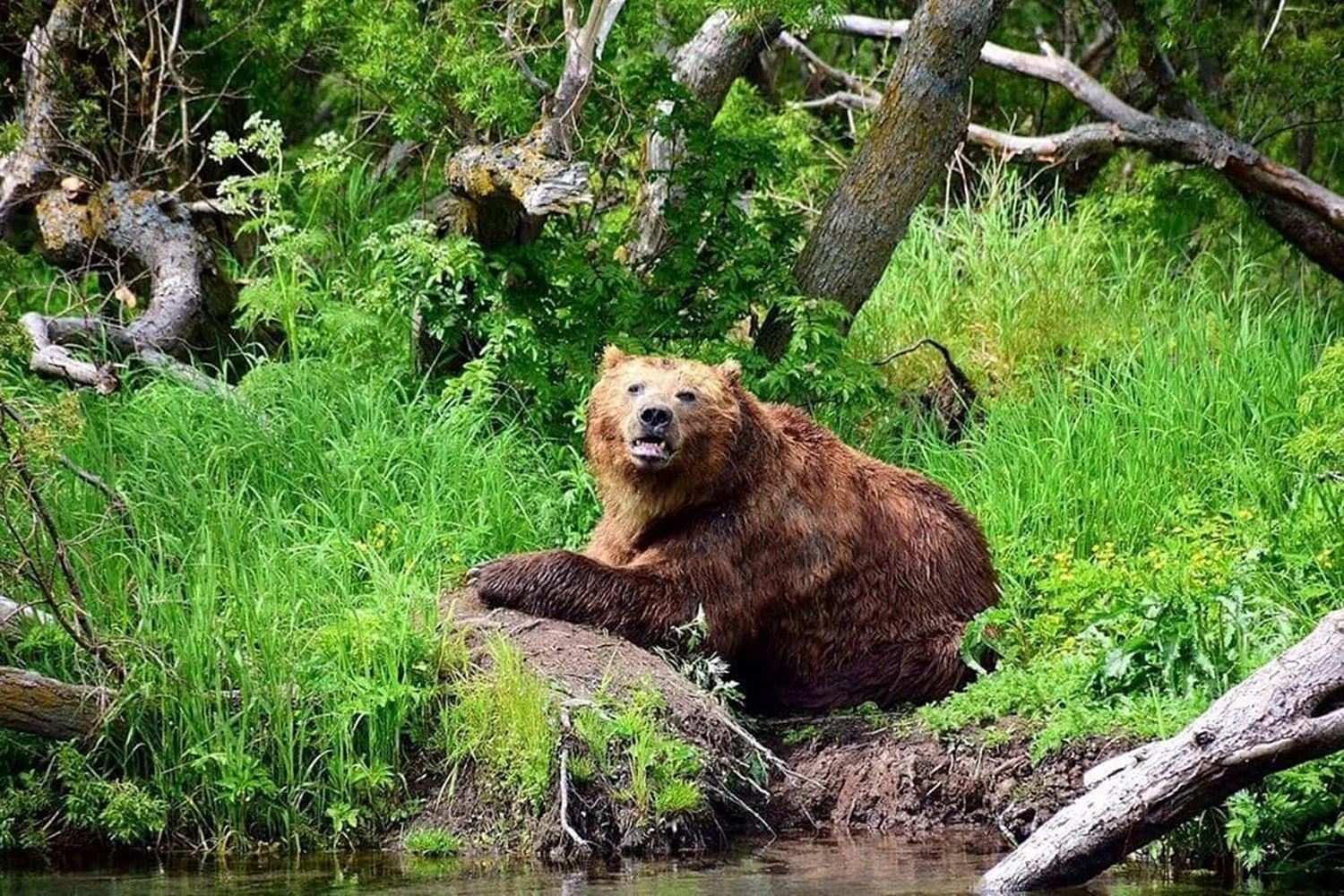 🐻 Медведи в Приморье: 33 встречи с начала года