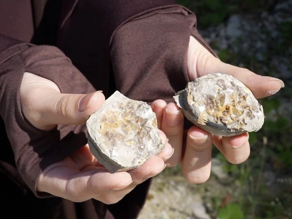 В музей ГГНТУ передали окаменелых морских ежей возрастом более 65 млн лет