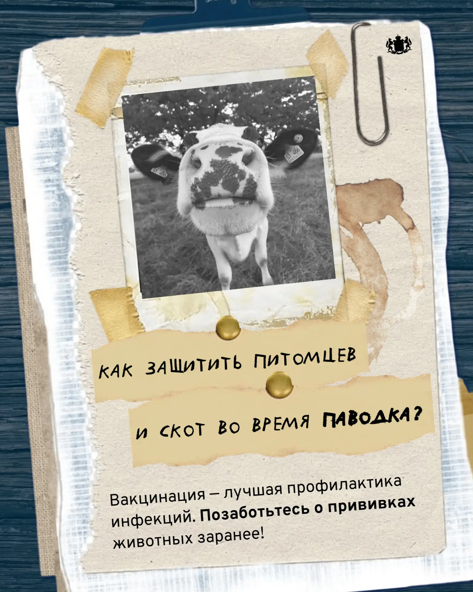 ⁣🐄 Защита животных в паводок