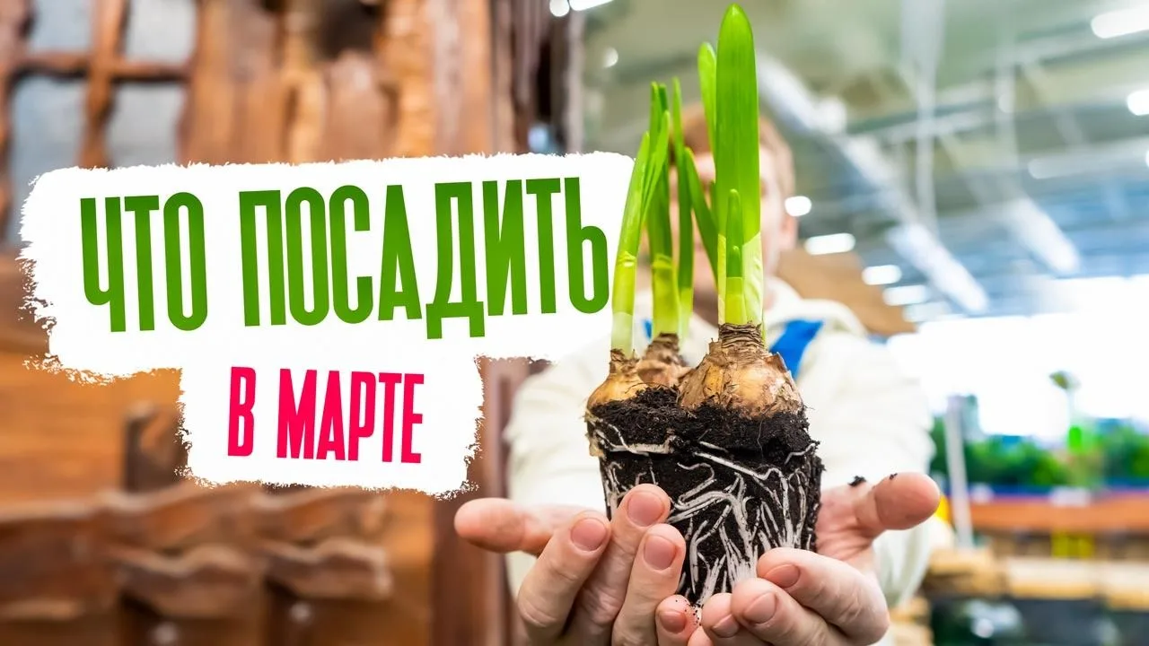 Какие овощные культуры посеять в марте?  Эксперты советуют топ-10 овощных культур, кото...