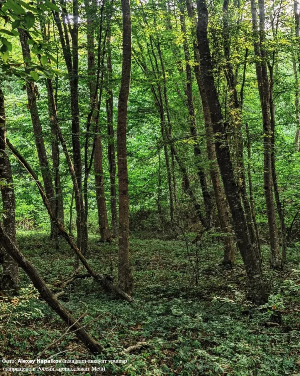 Где в России искать лианы? 🌿  В Самурском лесу. Ведь лианы растут не только в далеких джунглях — в Д