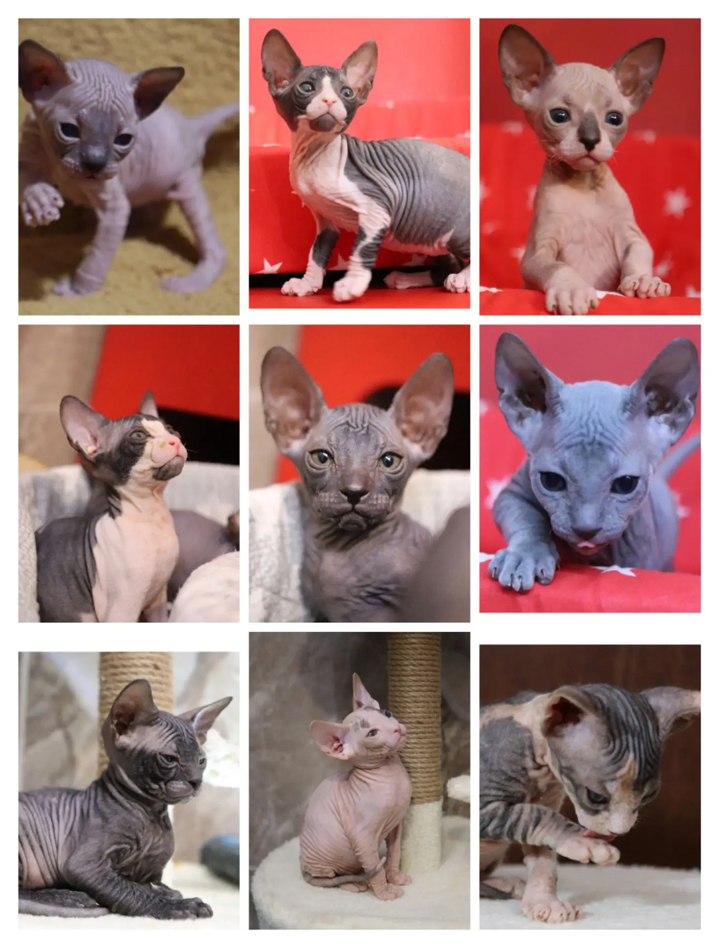 Привет, любители котиков! 😻