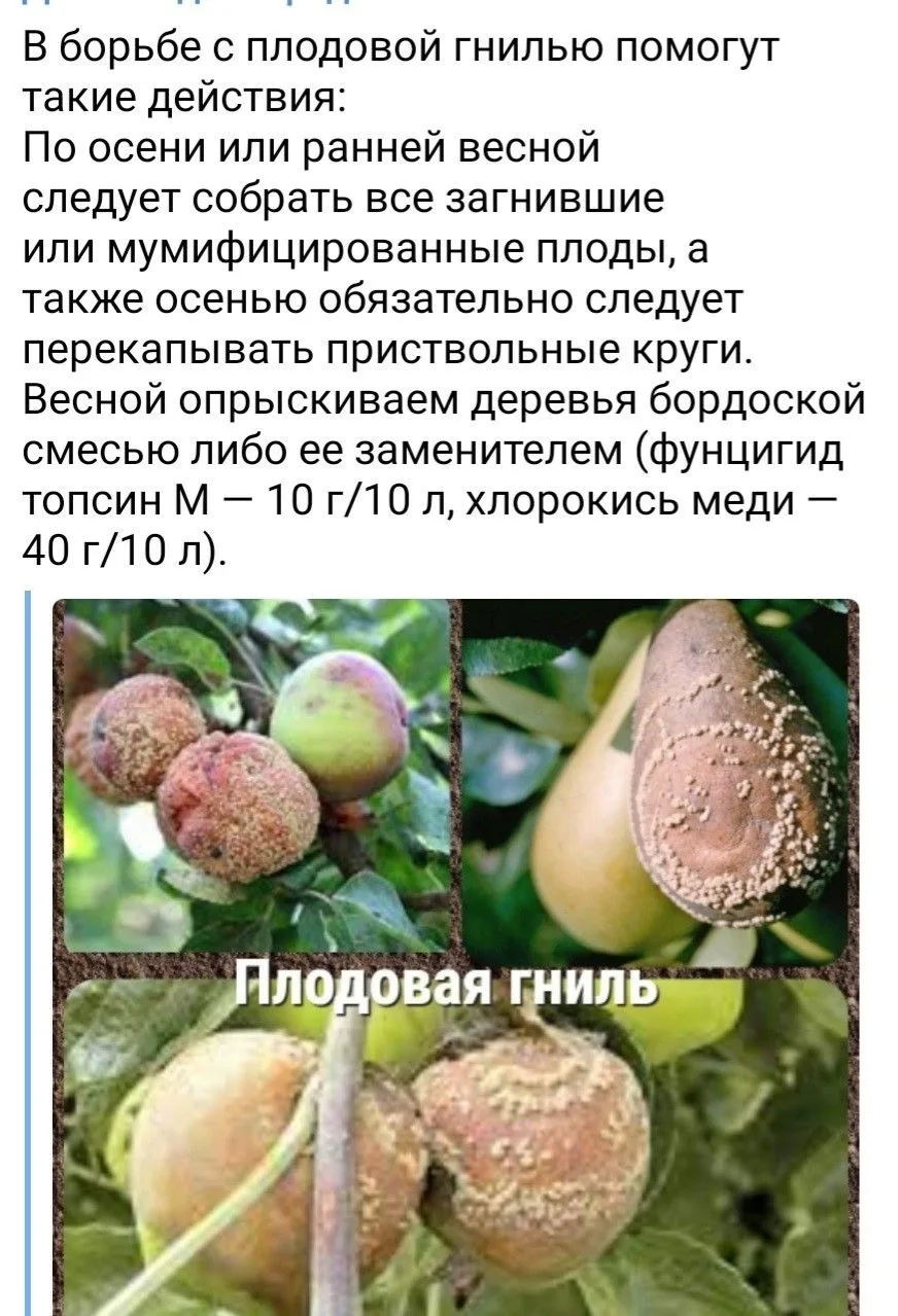 Спасаем сад от плодовой гнили: пошаговый план 🍏🍂