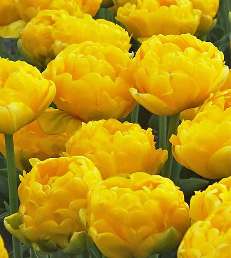 🌷 Тюльпаны, которые сразу притягивают взгляд ✨

🌼 «Тюльпан махровый поздний Йеллоу Помпонет»
Со