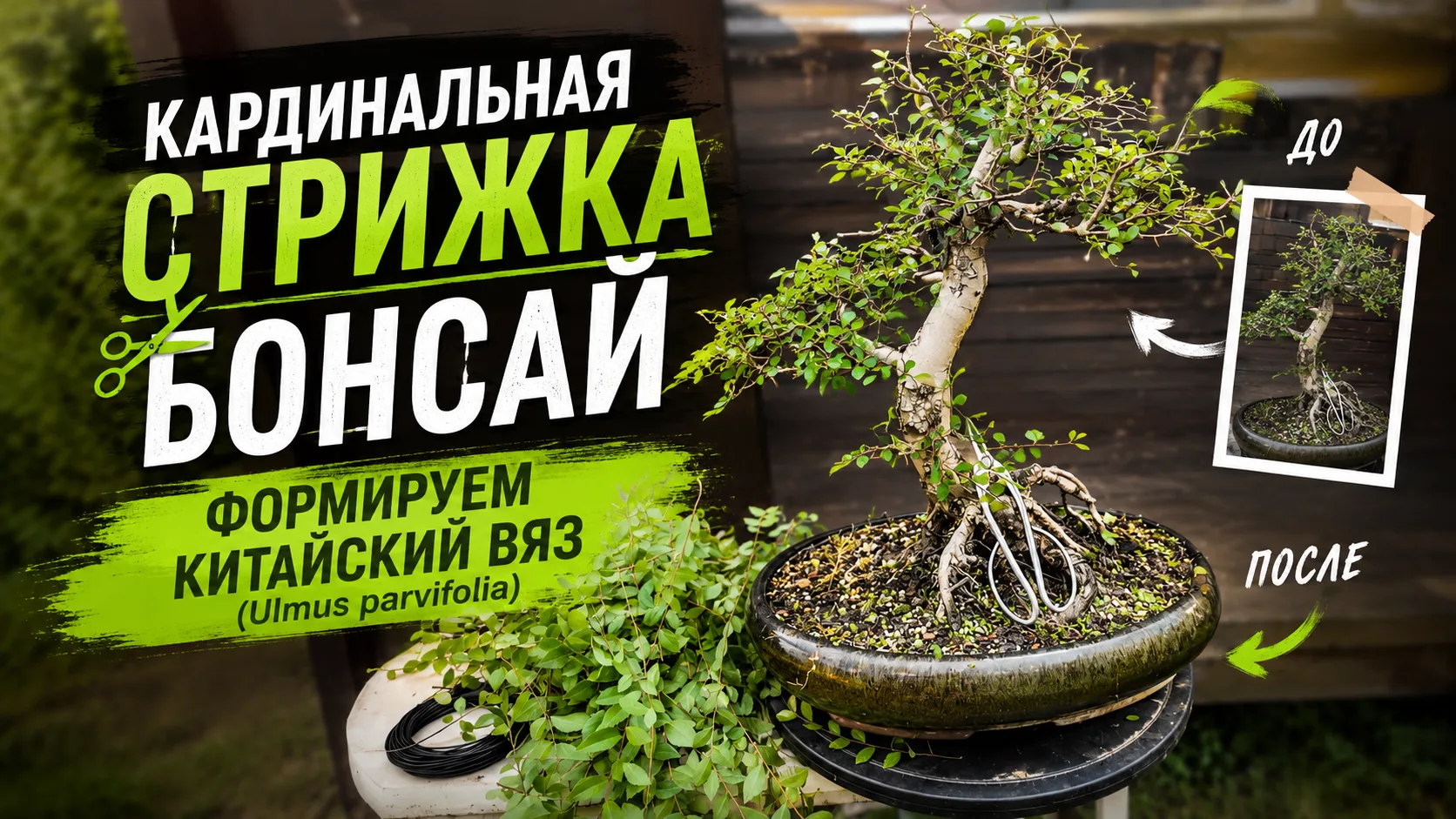 🌟В этом видео мы займемся формированием и стрижкой Китайского вяза (лат. Ulmus parvifolia). Вы увид