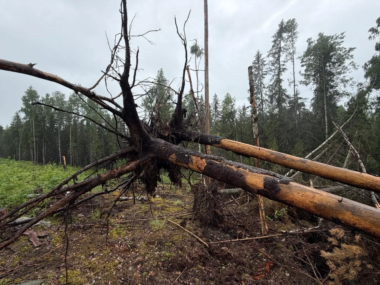 🌲 Сильный ветер с корнем вырвал деревья в районе поселка Соддер Пряжинского района. Сп...