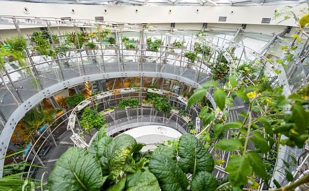 🌿 Флорариум в «Зарядье» собрал растения со всей России