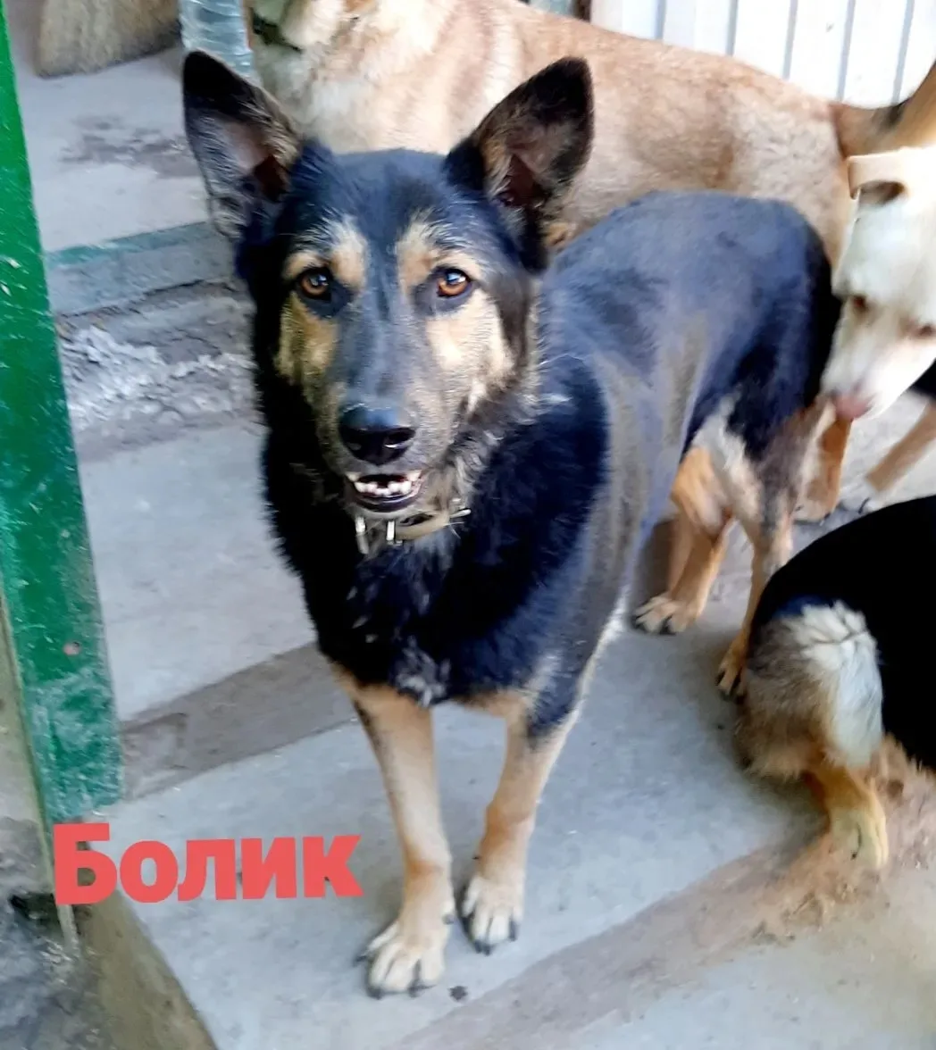 16.09.26 г. Во время налëта БПЛА, испугавшись стрельбы, из гаражей убежал мой подопечны...