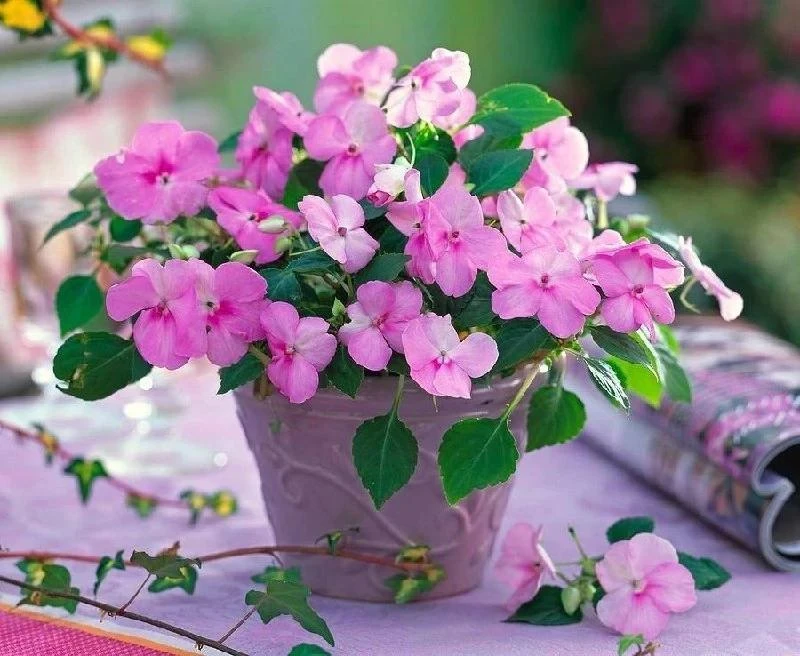 Бальзамин Уоллера 🌸