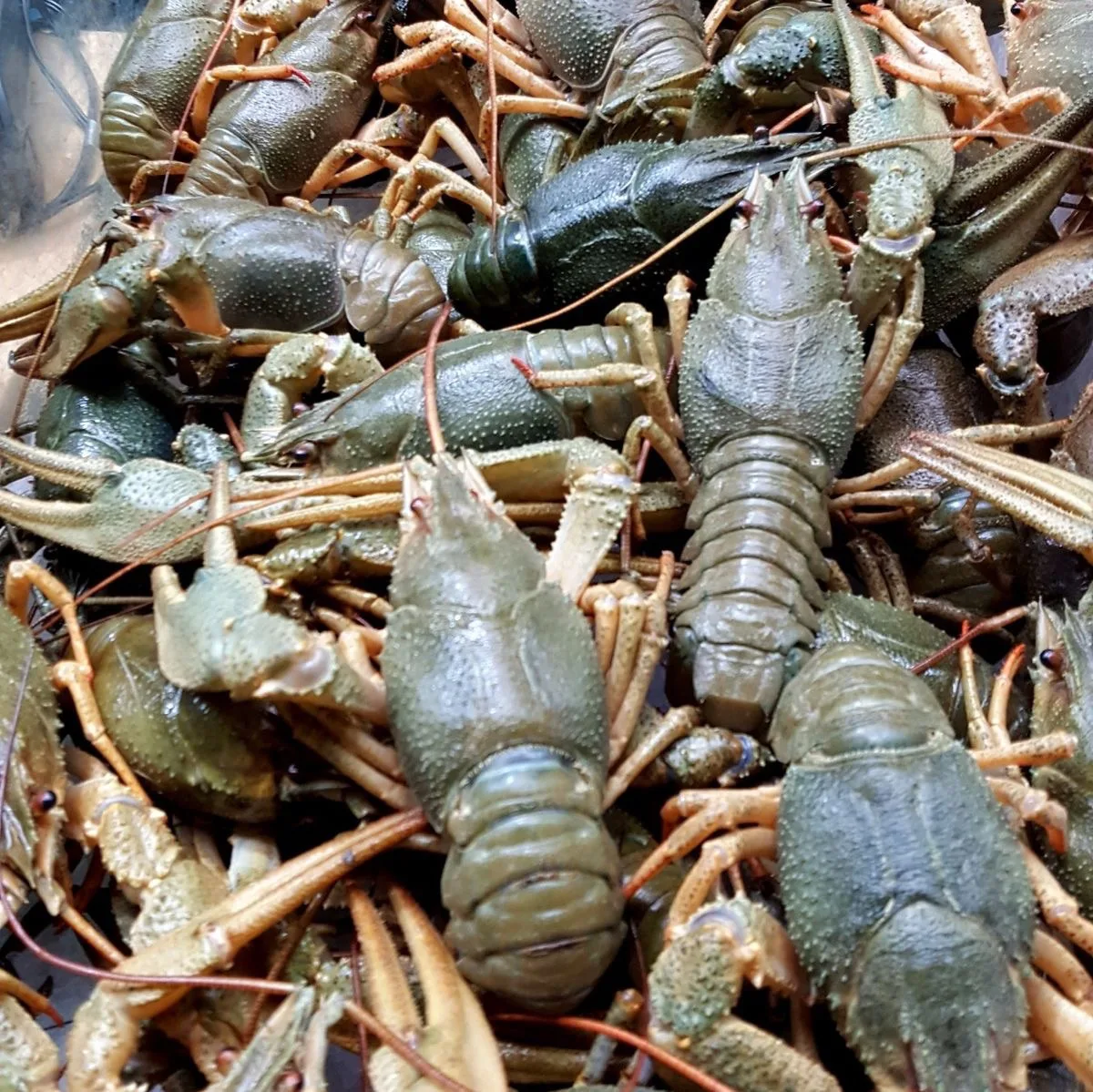 Свежие поступление РАКА🦞