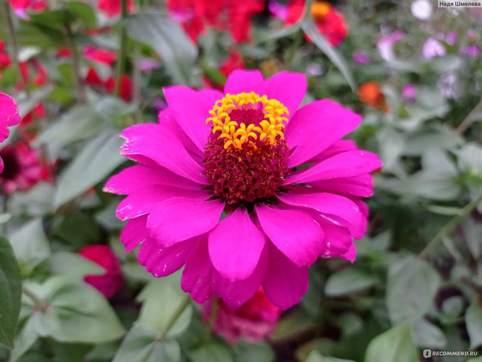 Циния 🌸🌺💮🌼

спасут или украсят любое пространство